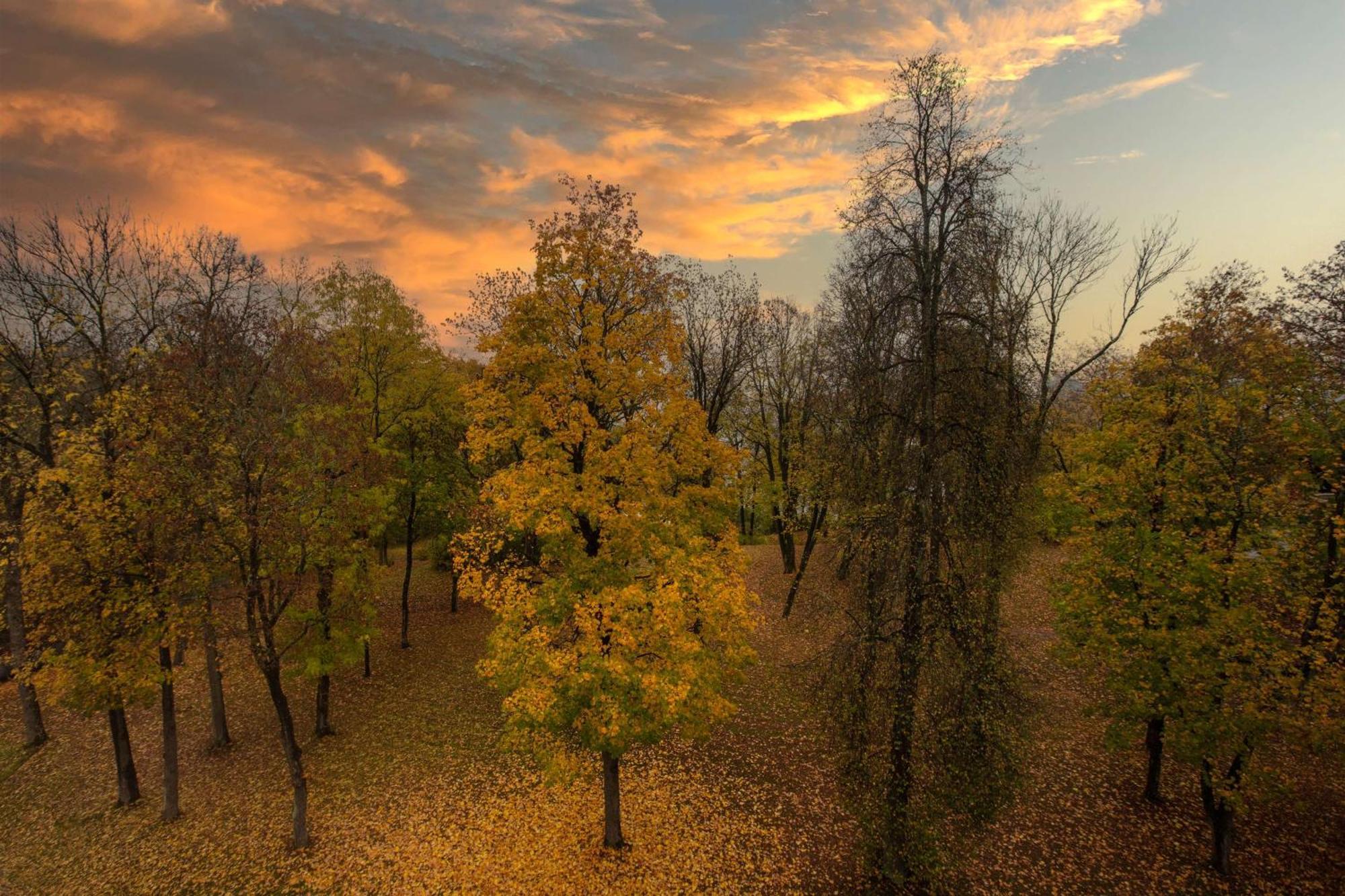 Premium-Zimmer mit Parkblick