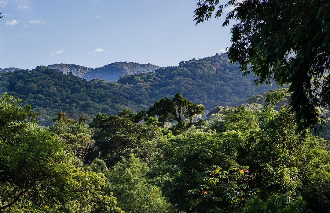 Casa Bacarirá - Floresta com Yoga e Café da Manhã Vegano-1