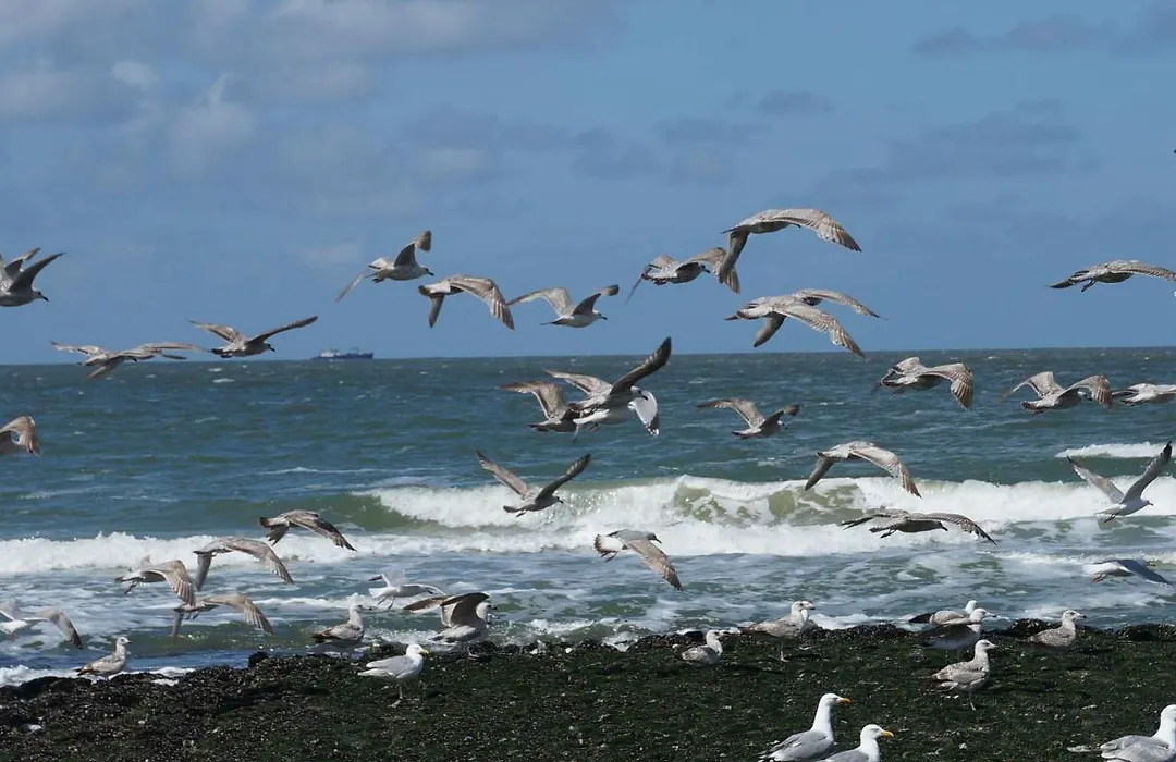 Bed&Breakfast aan Zee-1