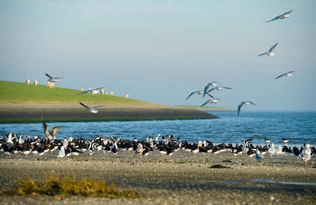 Breeze Ameland-1