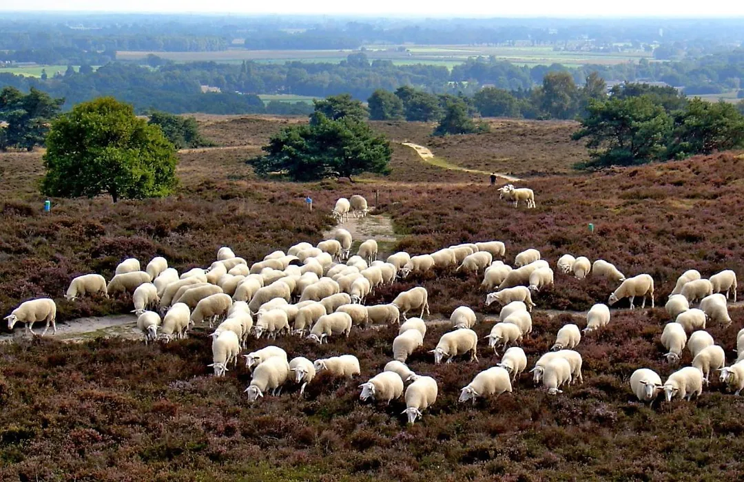 Het Uilennest-1
