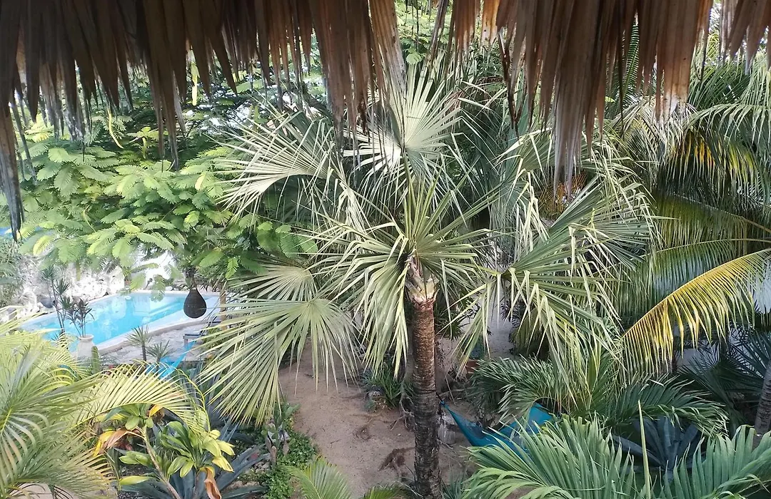 Zamunda Garden View-1