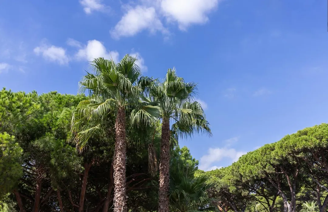 Aparthotel Las Palmeras Castelldefels-1