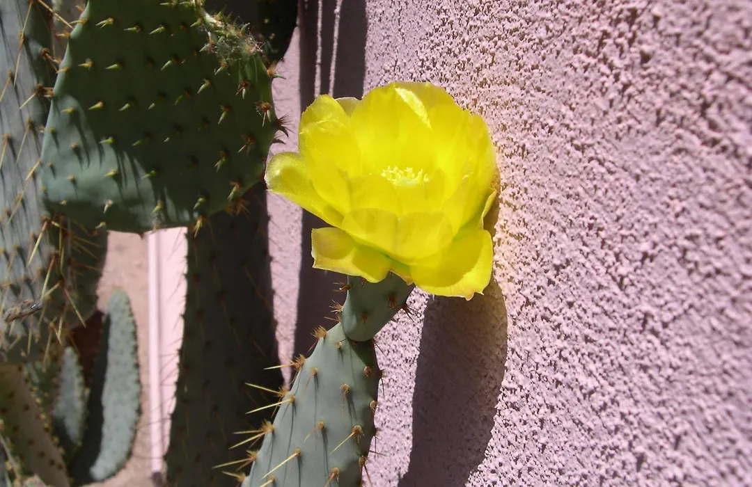 Adobe Rose Inn-1