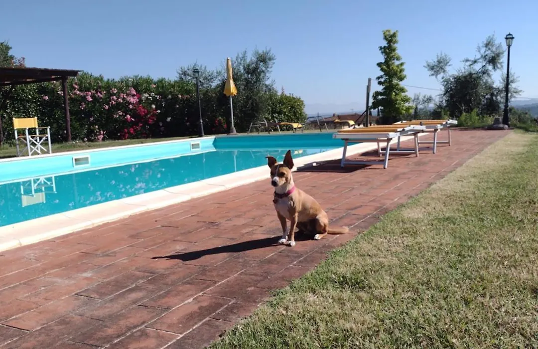 Le Pergoline B&B-1