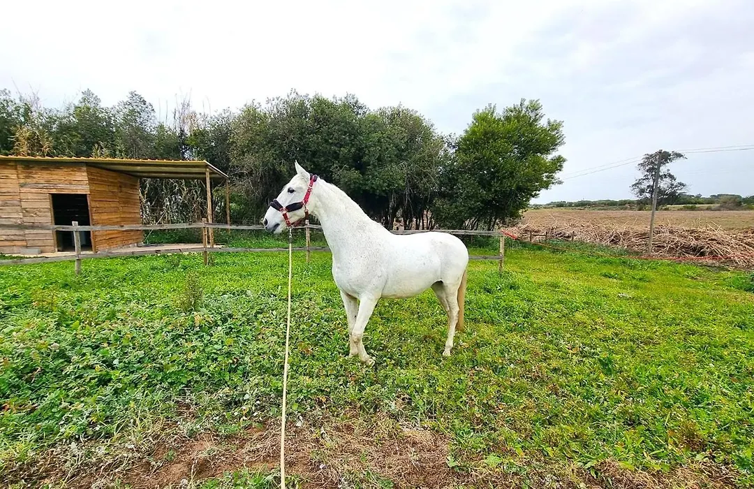Herdade Moita Mar - Country & Sea-1