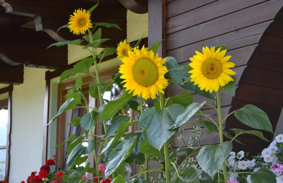 Haus Thurner-1