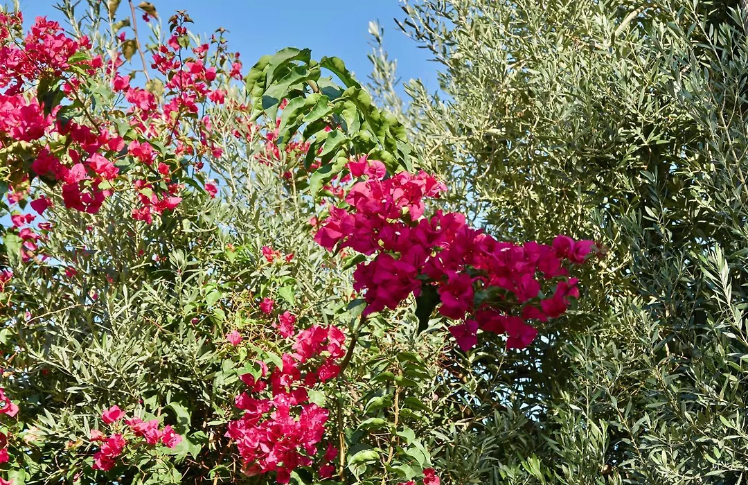 Son Sant Jordi-1