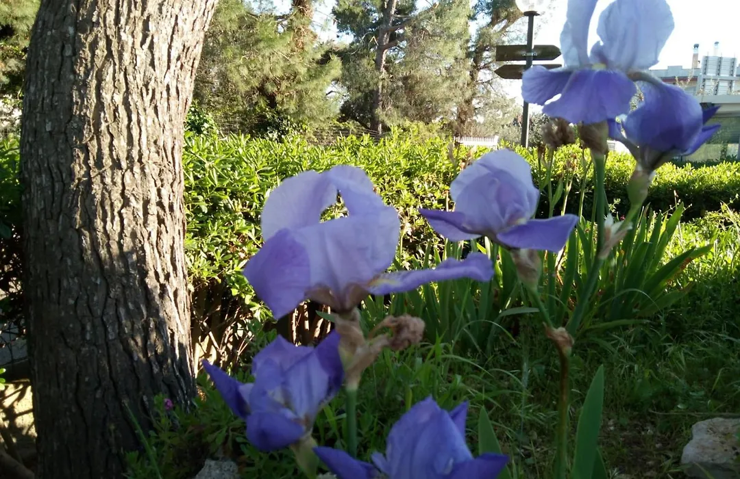 Raggio Di Sole-1
