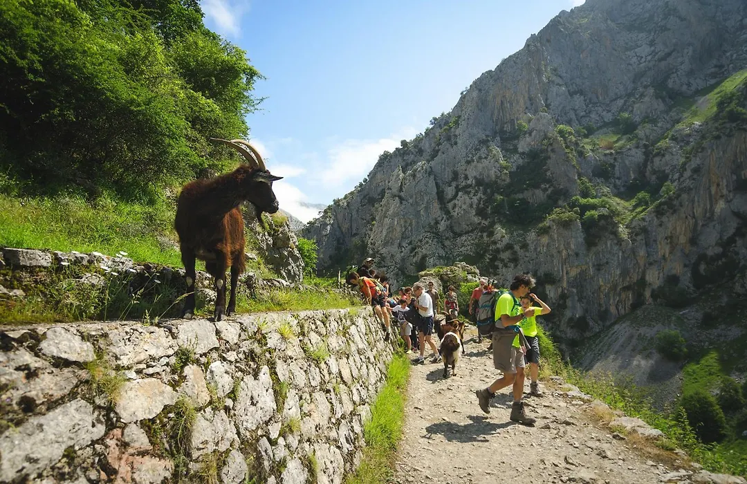 Arcea Mirador de Cabrales-1