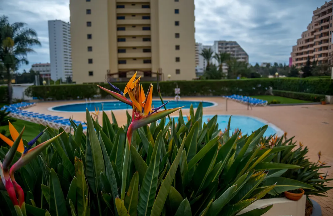 Flor Da Rocha-1