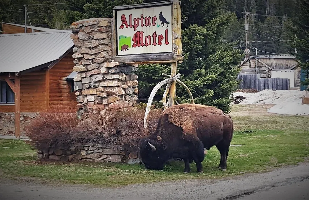 Alpine Motel Of Cooke City-1