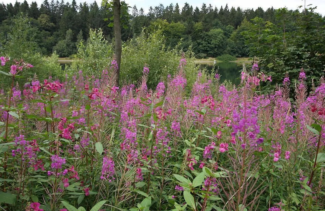 Waldsee Feriendienst 'Ferienpark am Waldsee'-1