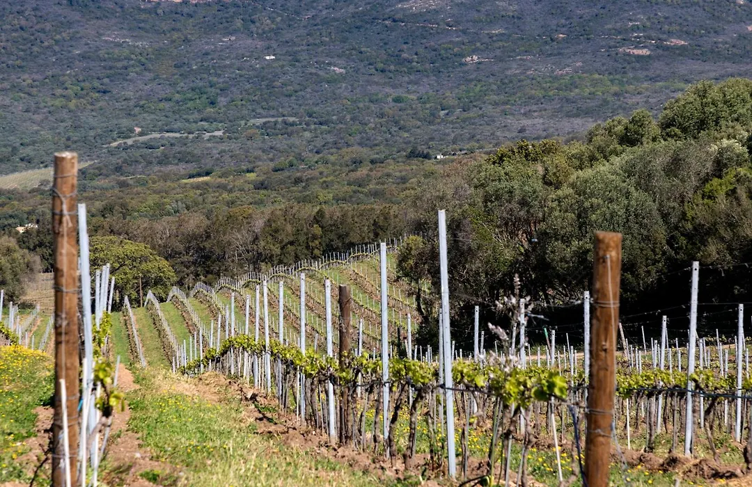 Domaine De Peretti Della Rocca-1