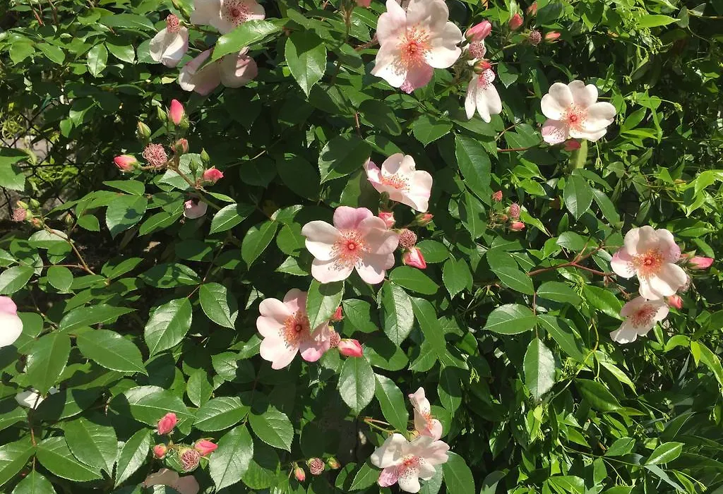 Guesthouse Flora-1