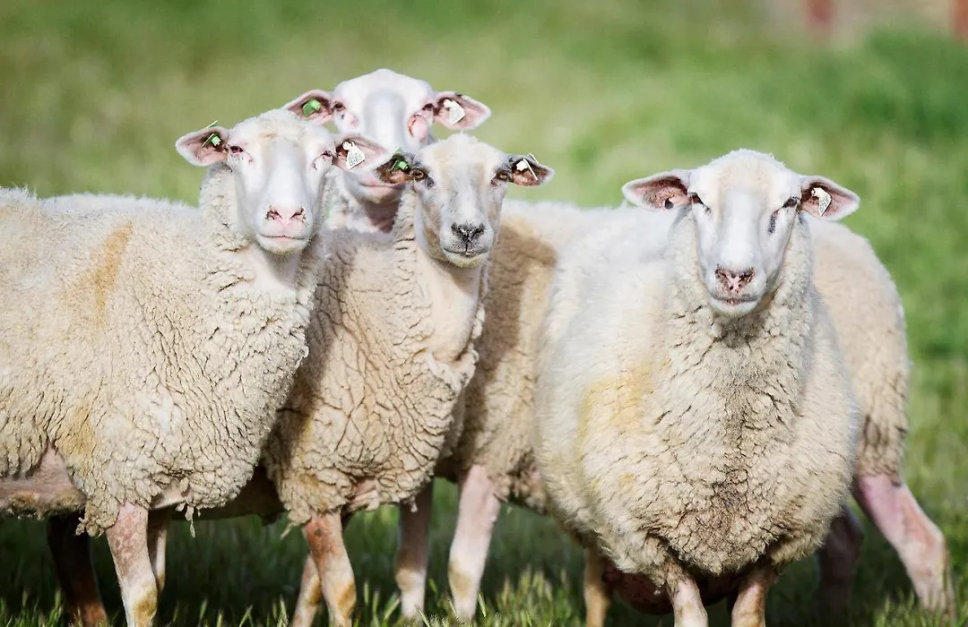 Reves De Moutons-1