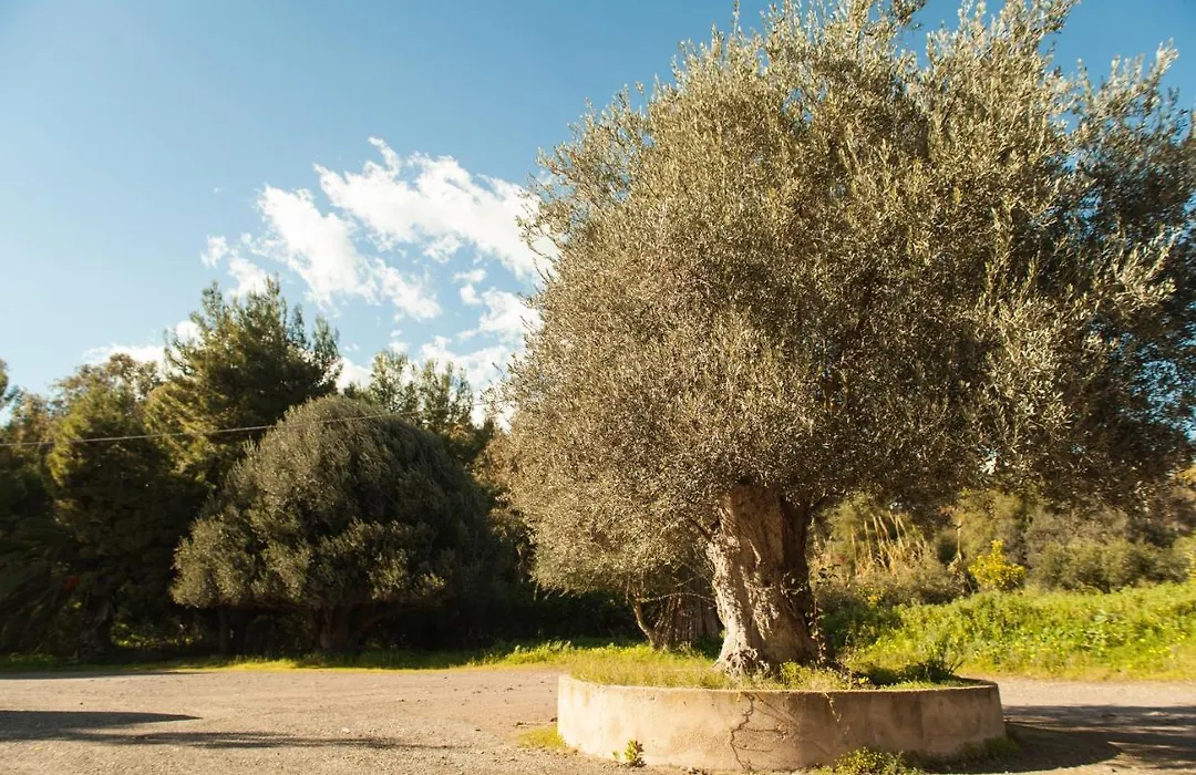 L'Albero-1