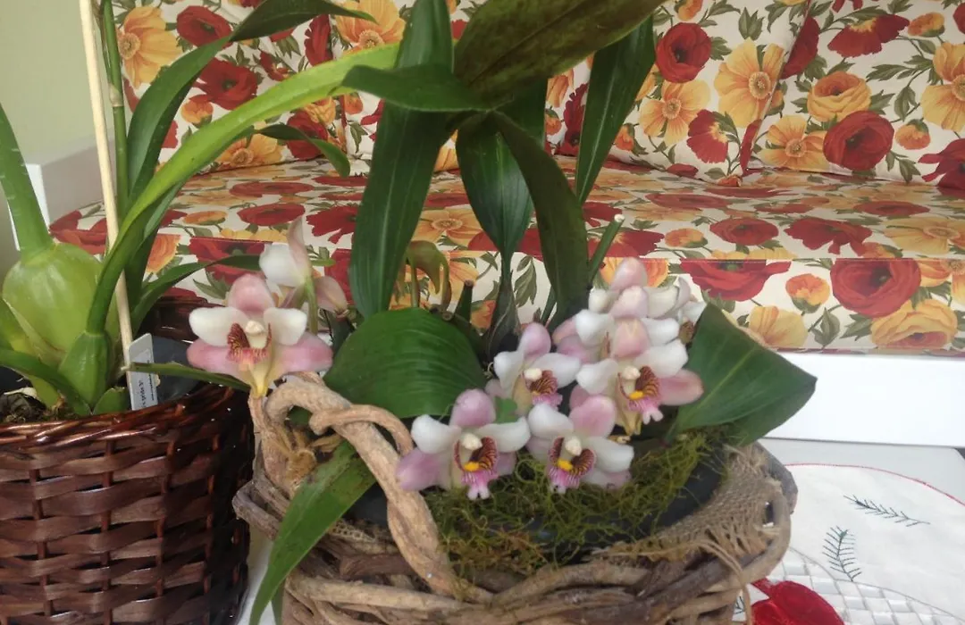 Pousada Beija Flor-1