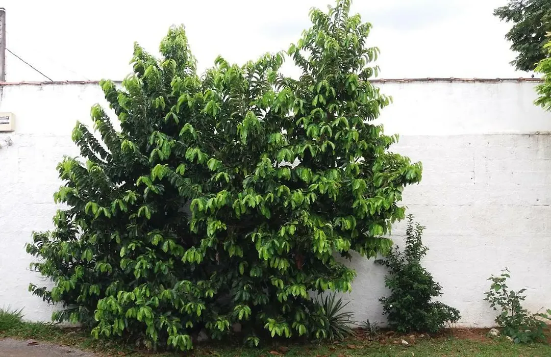 Pousada Estrela Da Praia-1