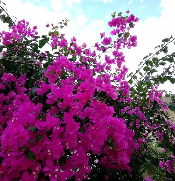Hotel Rural Cortijo La Alberca-1