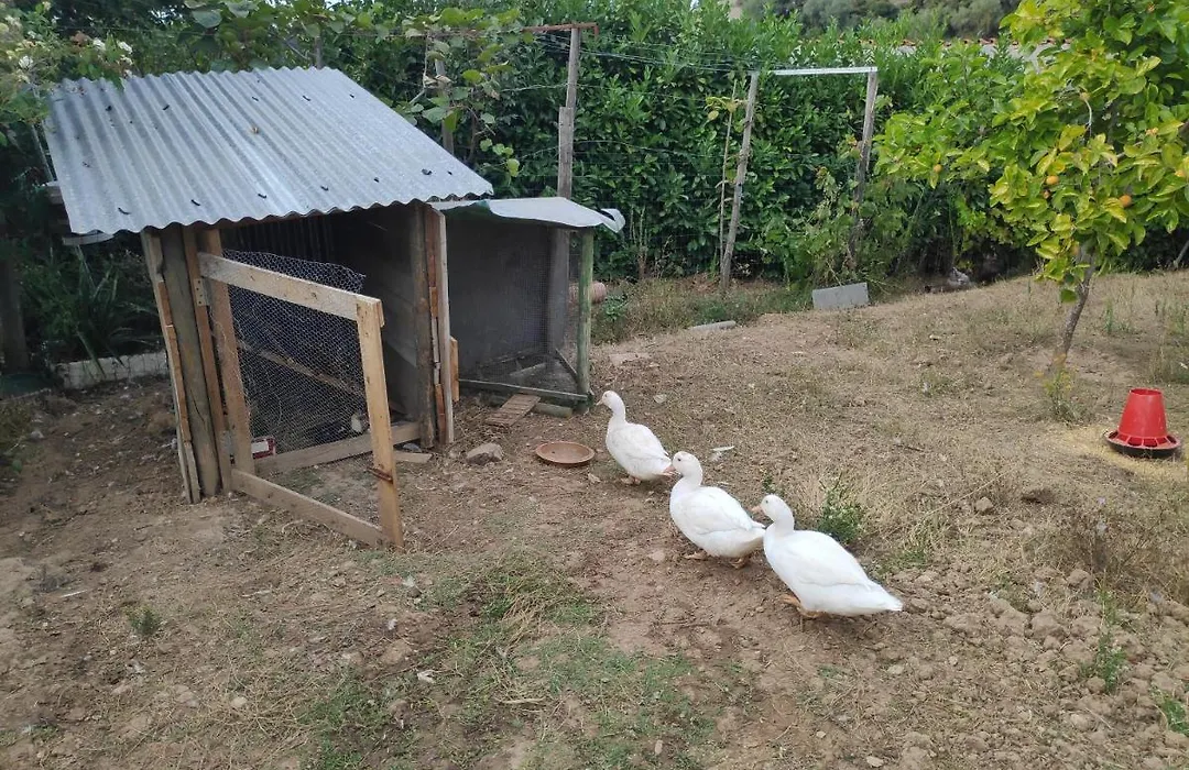 Nature Et Al House - Casa Para Uso Exclusivo E Jardim - Little Farm-1