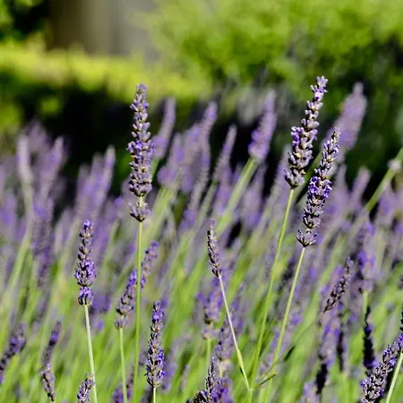 Le Jardin des Amandiers-3