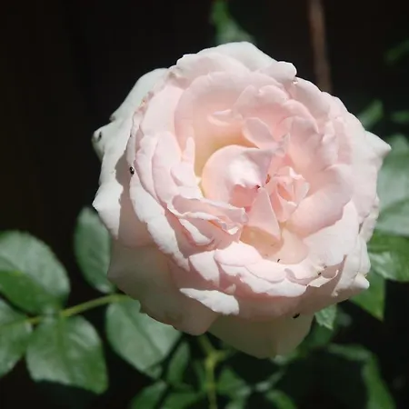 Rose Garden Mezzanine-3