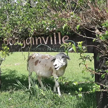 Bougainville Hotel Fazenda-2