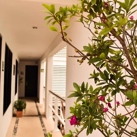 Casa Ticul Hotel Boutique - 5Th Ave (Adults Only)-3