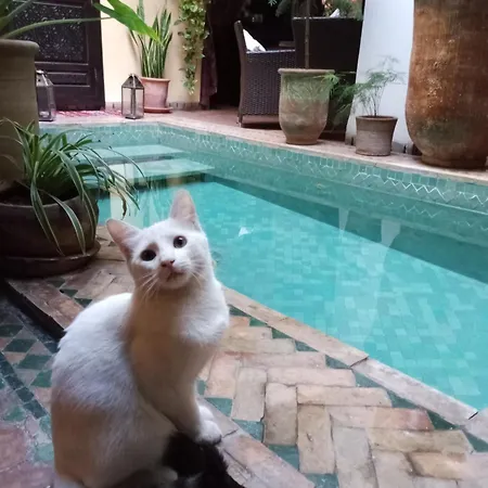 Riad Aguaviva-2