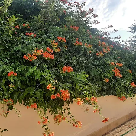 The Orange Groove-2