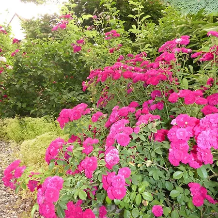 Pension Zur Rose-3