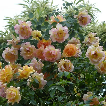 Pension Zur Rose-2