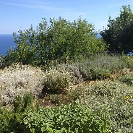 Il Nettare-2