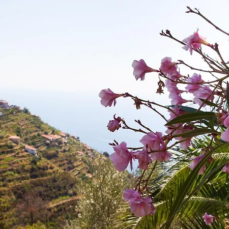 Il Nettare-3
