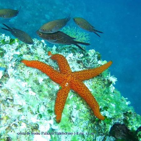 Grand Hotel Mediterraneo-3