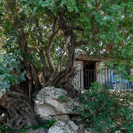 Roba Degli Ulivi-2