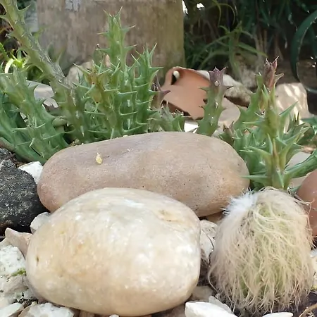 Zamunda Garden View-2