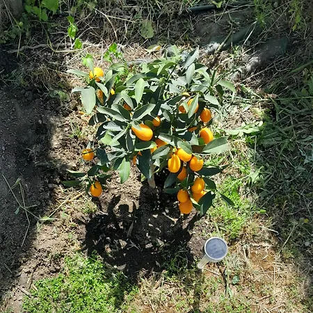 La Rana Azul-3