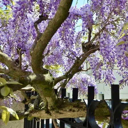 Wisteria-3