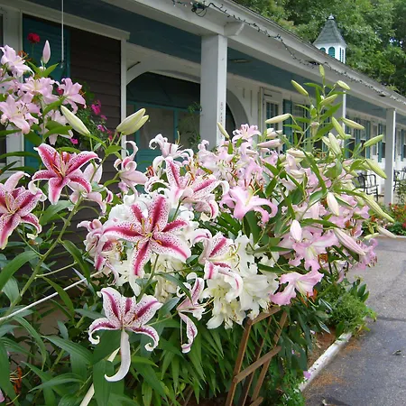 White Trellis Motel-3