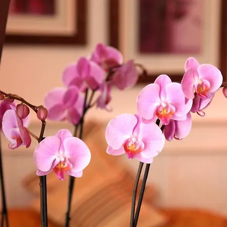 Chez Madame Cailleau-2