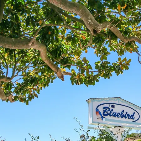 Bluebird Inn-2