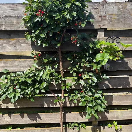 Bed&Breakfast 28 appartement met ruime tuin-2