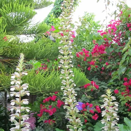 A White Jasmine Inn-3