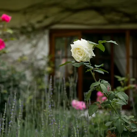 Grace Guest House-3