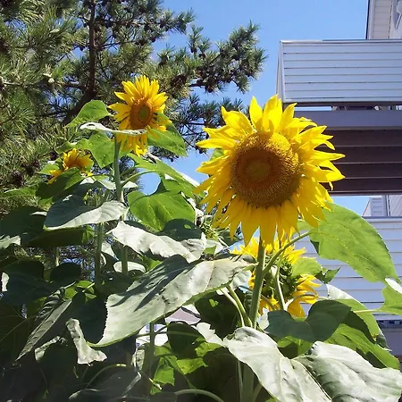 Adams Ocean Front Resort-2