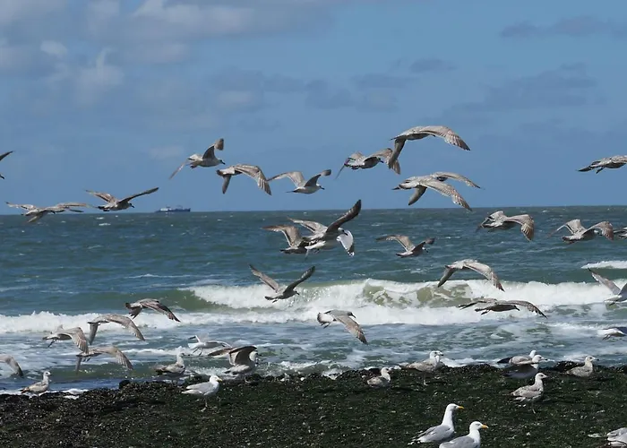 Hotels in Callantsoog