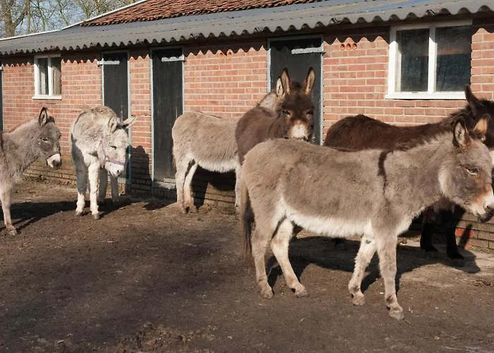 B&B De Balkende Ezel Winterswijk