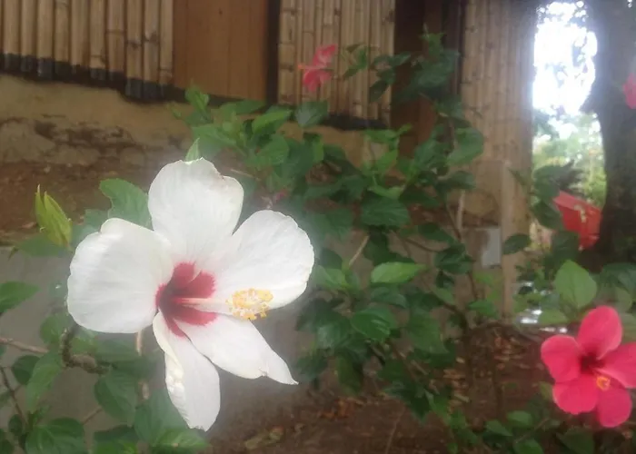 Dobedo Bed & Breakfast Little Corn Island